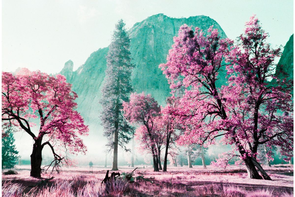 Lomography LomoChrome Purple ISO100–400 135 Color Negative Film