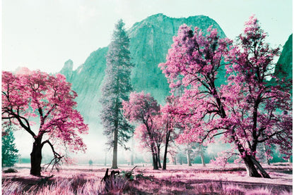 Lomography LomoChrome Purple ISO100–400 135 Color Negative Film